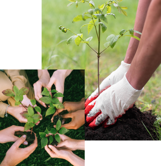tree-planting